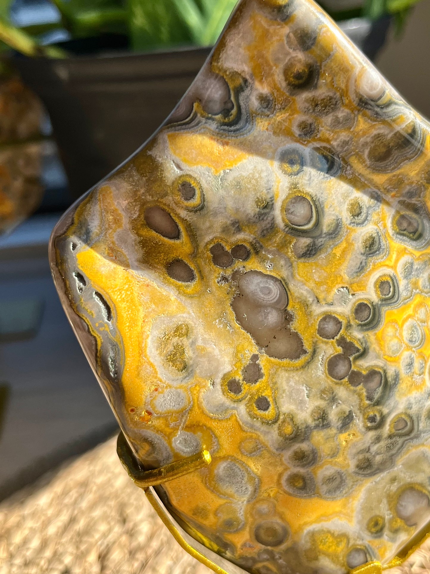 Rare Orbicular Bumblebee Jasper Polished Freeform on Stand #5