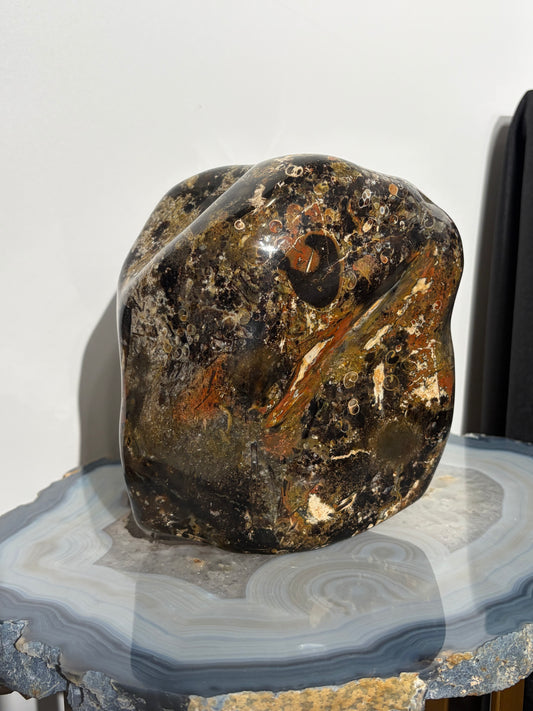 "Octavius" Polished Crinoid Fossil Freeform