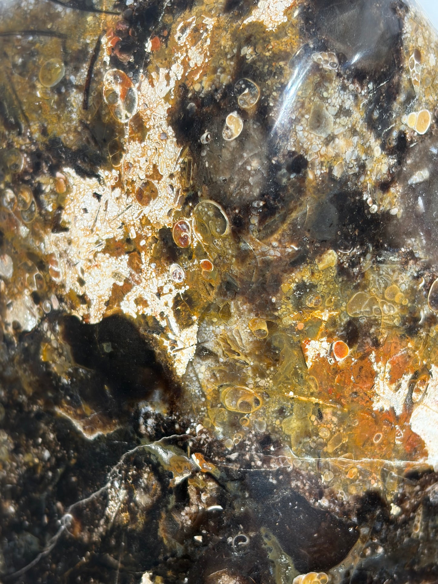 "Octavius" Polished Crinoid Fossil Freeform