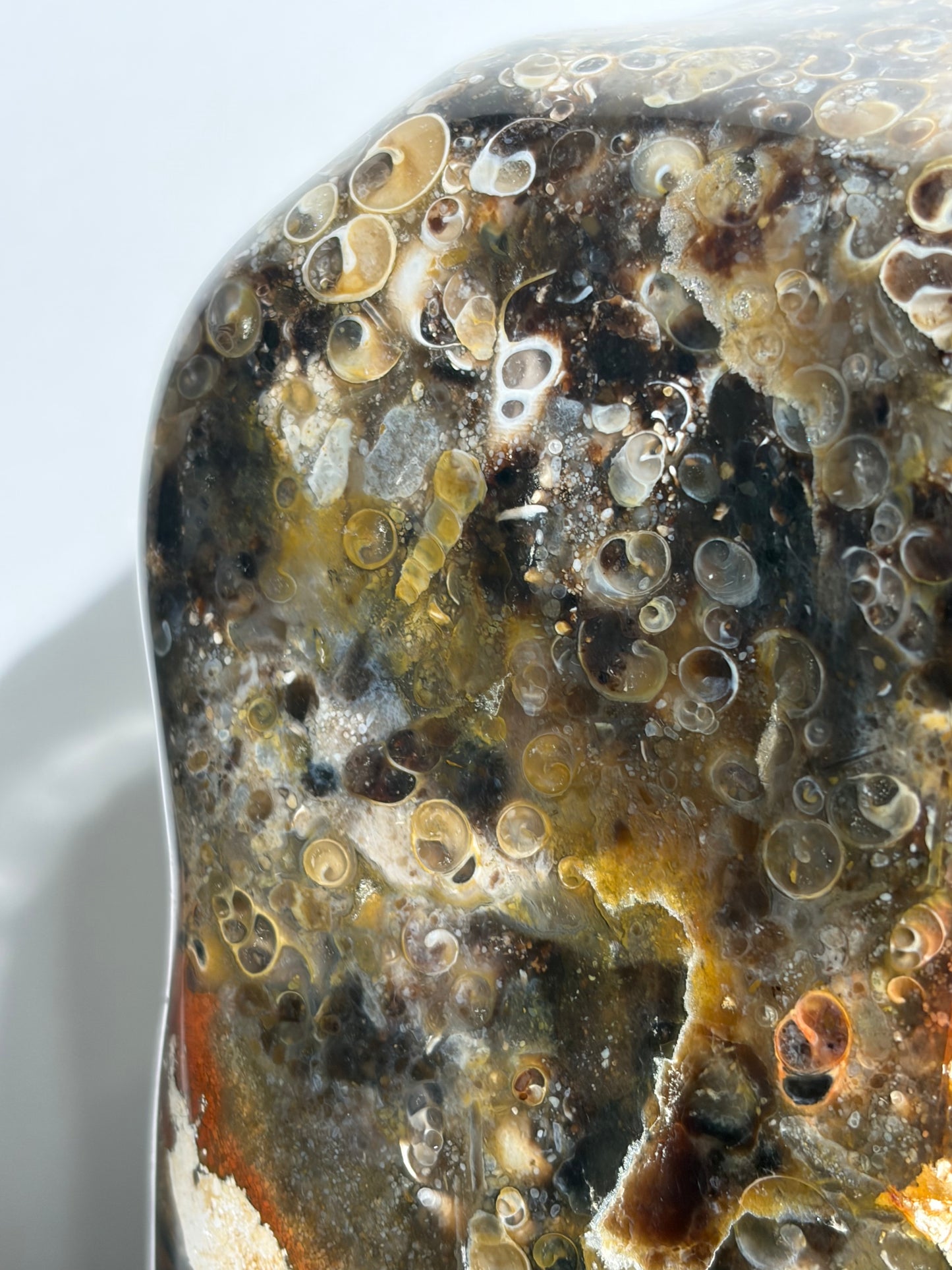 "Octavius" Polished Crinoid Fossil Freeform