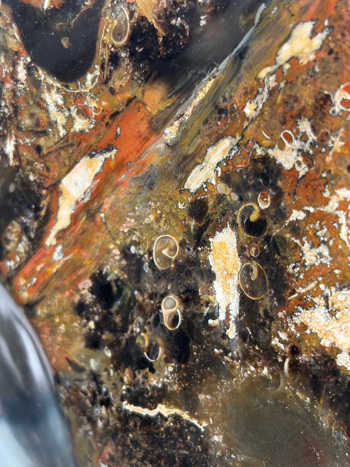 "Octavius" Polished Crinoid Fossil Freeform