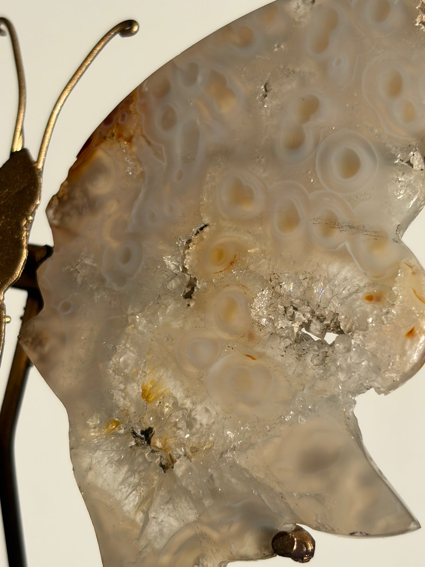Jelly Orbicular Nebula Agate with Natural Carnelian Butterfly Wings on Stand (Repaired)