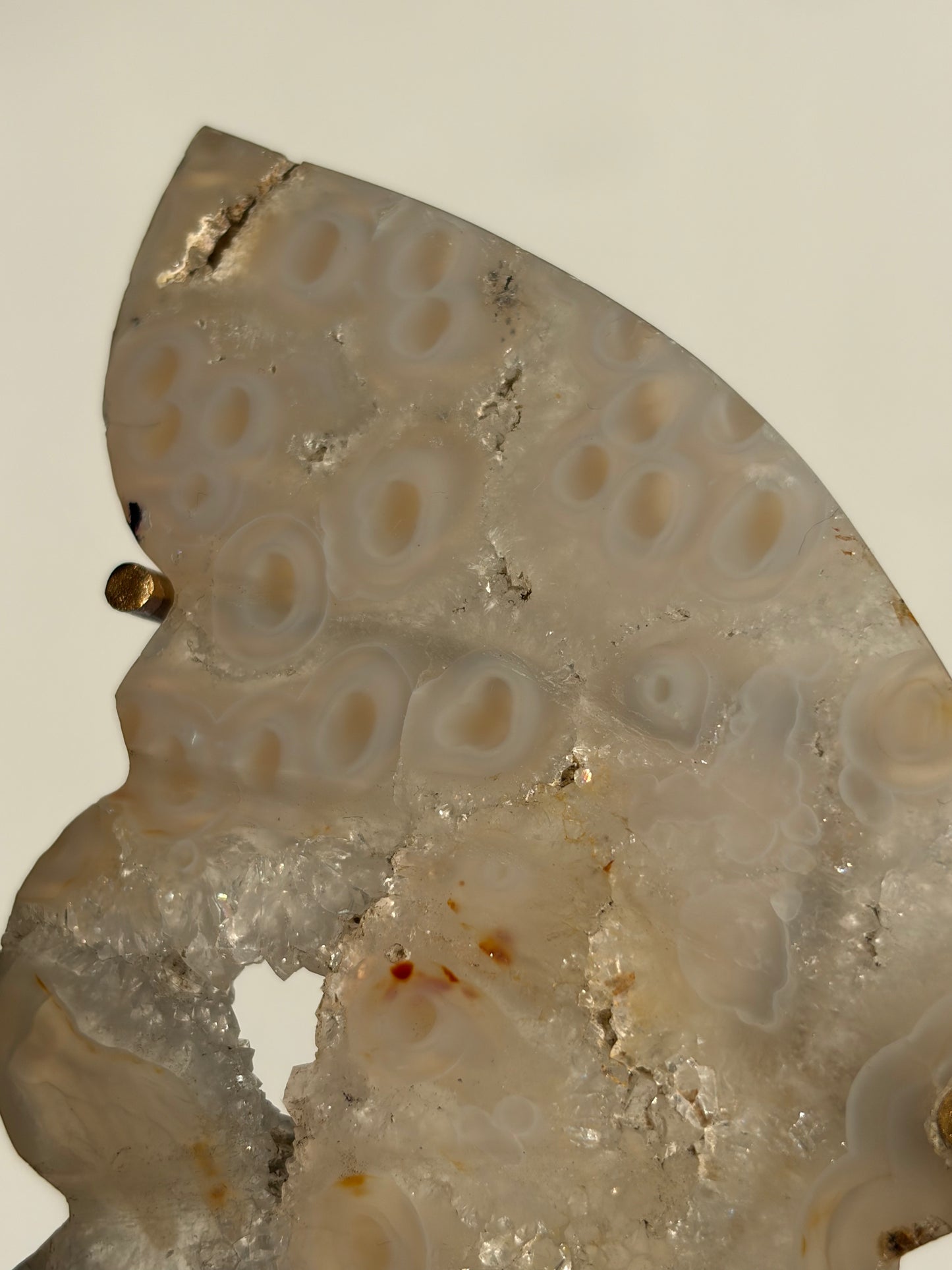 Jelly Orbicular Nebula Agate with Natural Carnelian Butterfly Wings on Stand (Repaired)