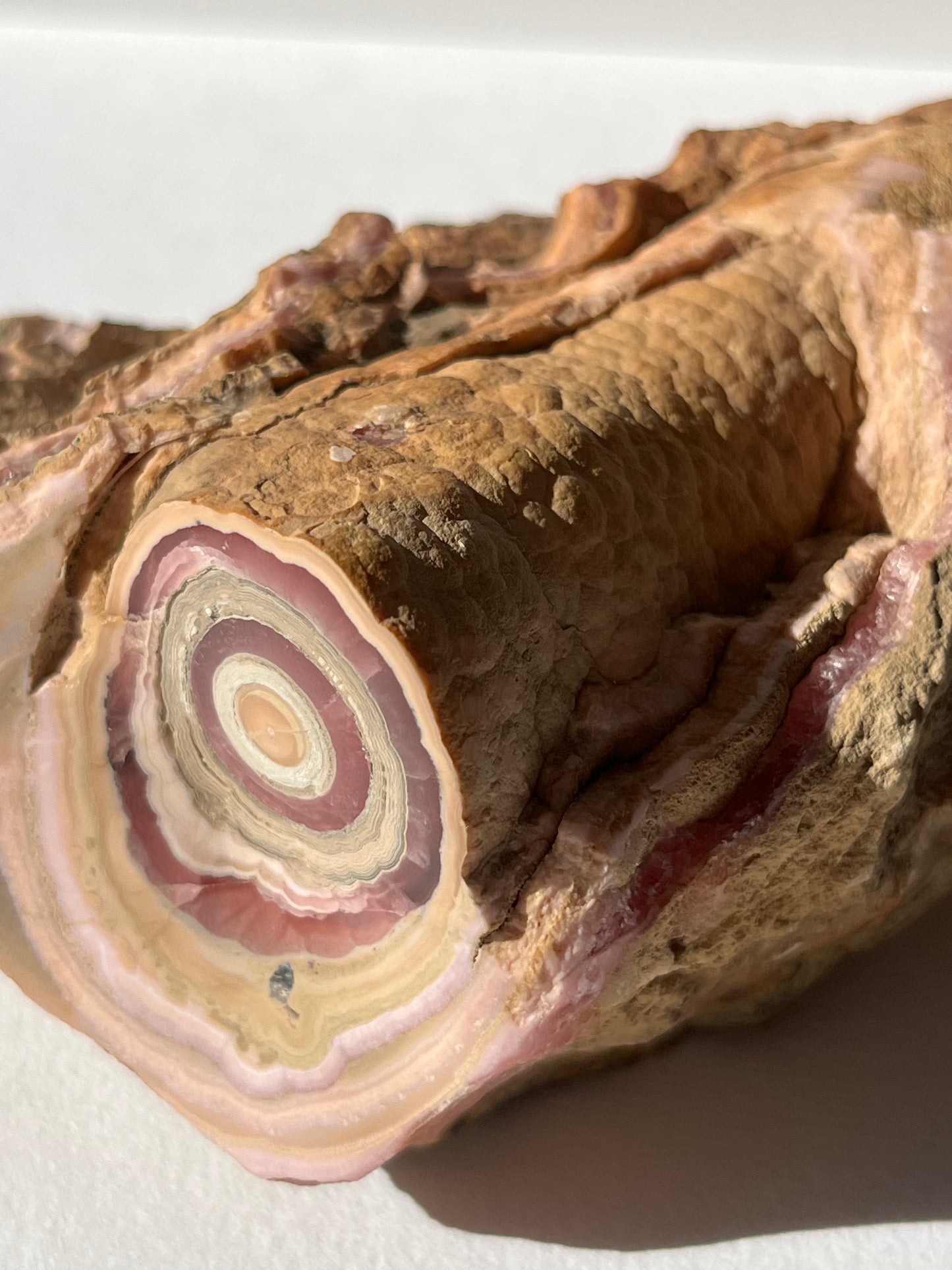 1980s Rhodochrosite Stalactite Log in Original Host Matrix (Collector's Choice)
